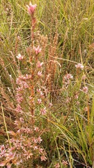 Sprengelia incarnata