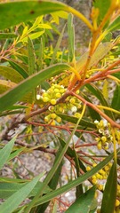 Eucalyptus nitida