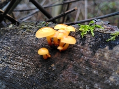 Flammulina velutipes