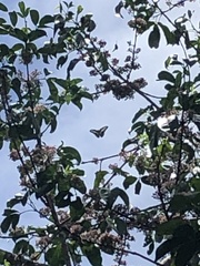 Graphium macfarlanei