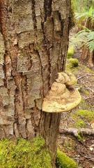Laetiporus portentosus