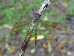 Diphlebia euphoeoides