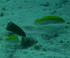 Halichoeres leucoxanthus