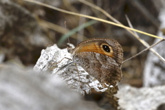 Pyronia cecilia