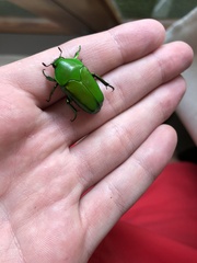 Ischiopsopha wallacei