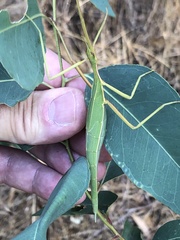 Didymuria violescens