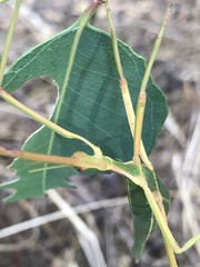 Didymuria violescens