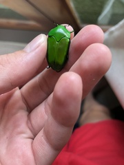 Ischiopsopha wallacei