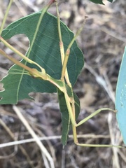 Didymuria violescens