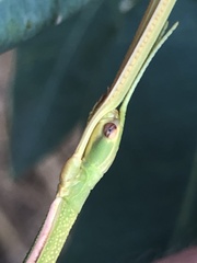 Didymuria violescens