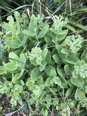 Hylotelephium spectabile