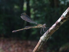 Diphlebia euphoeoides