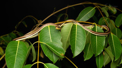 Psammophis orientalis