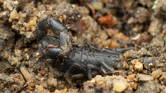 Uroplectes flavoviridis
