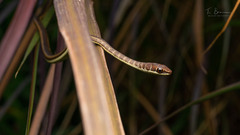 Psammophis orientalis