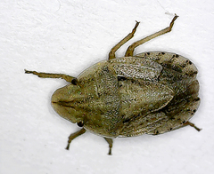 Sciocoris