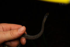 Crotaphopeltis hotamboeia