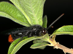 Scolia erythropyga