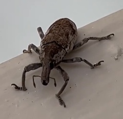 Pycnodactylopsis mitis