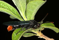 Scolia erythropyga