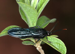 Scolia erythropyga