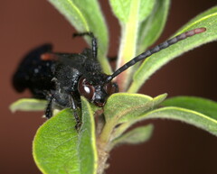 Scolia erythropyga