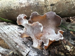 Auricularia auricula-judae