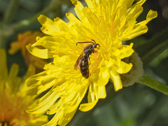 Lasioglossum chalcodes