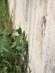 Phoenicolacerta laevis