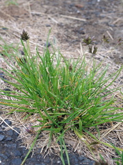 Eleusine tristachya