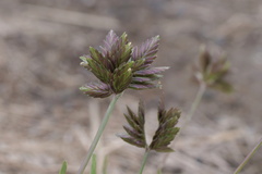 Eleusine tristachya