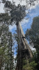 Eucalyptus regnans