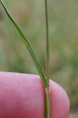 Eleusine tristachya