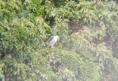 Nycticorax nycticorax