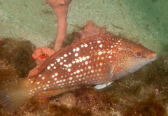 Notolabrus gymnogenis