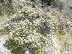 Pimelea aridula