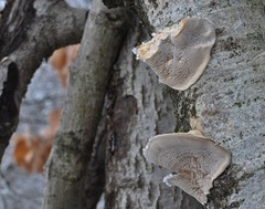 Trametes suaveolens