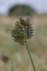 Eleusine tristachya