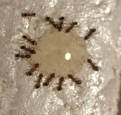Pheidole