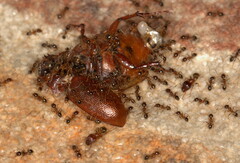Pheidole