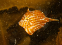 Brachaluteres jacksonianus