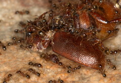 Pheidole