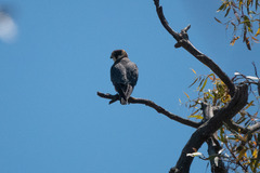 Falco longipennis