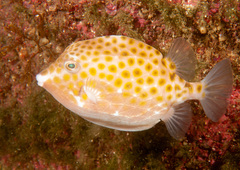 Anoplocapros inermis