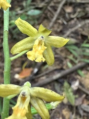Cephalantheropsis obcordata