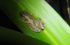 Litoria balatus