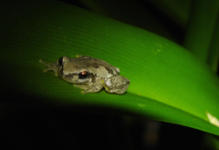 Litoria balatus