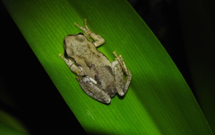 Litoria balatus