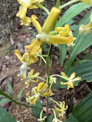 Cephalantheropsis obcordata