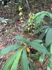 Cephalantheropsis obcordata